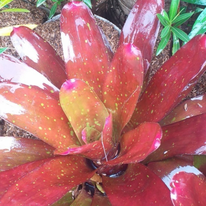 tanaman bromelia giant red neorelia/tanaman hias indoor/bromelia