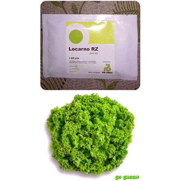 TERBARU Benih Locarno RZ Green Lollo Lettuce Locarno Rijk Zwaan - 100 pills BISA GOSEND