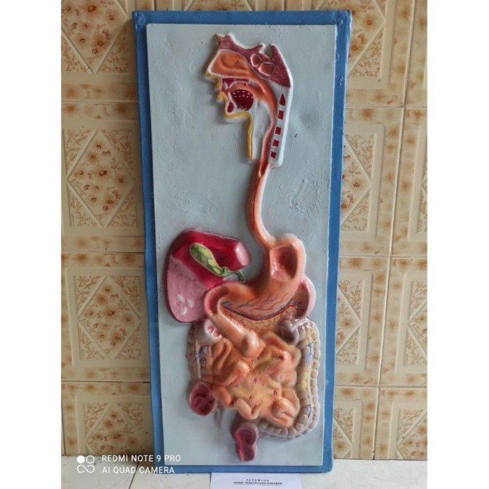 

penampang pencernaan makanan alat peraga pendidikan ipa