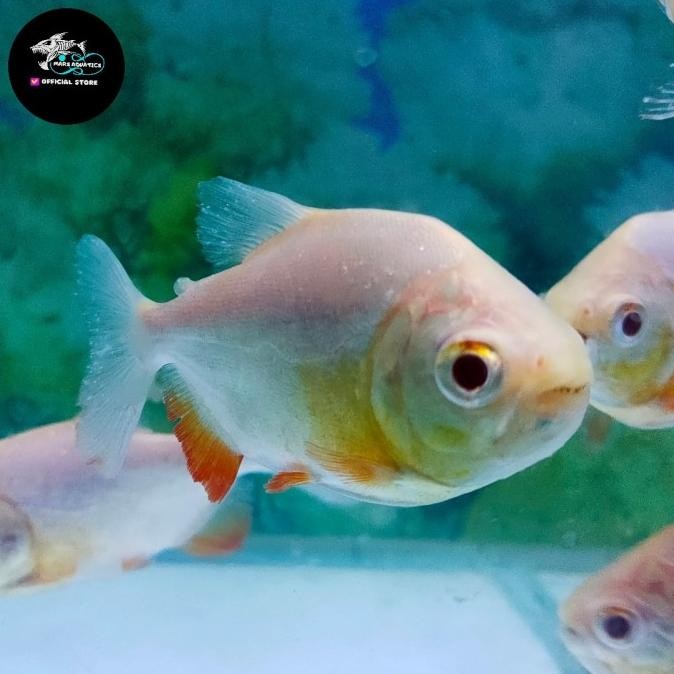 NEW IKAN HIAS PACU ALBINO