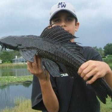 NEW IKAN HIAS IKAN SAPU SAPU BLACK JUMBO PEMBERSIH LUMUT AQUARIUM