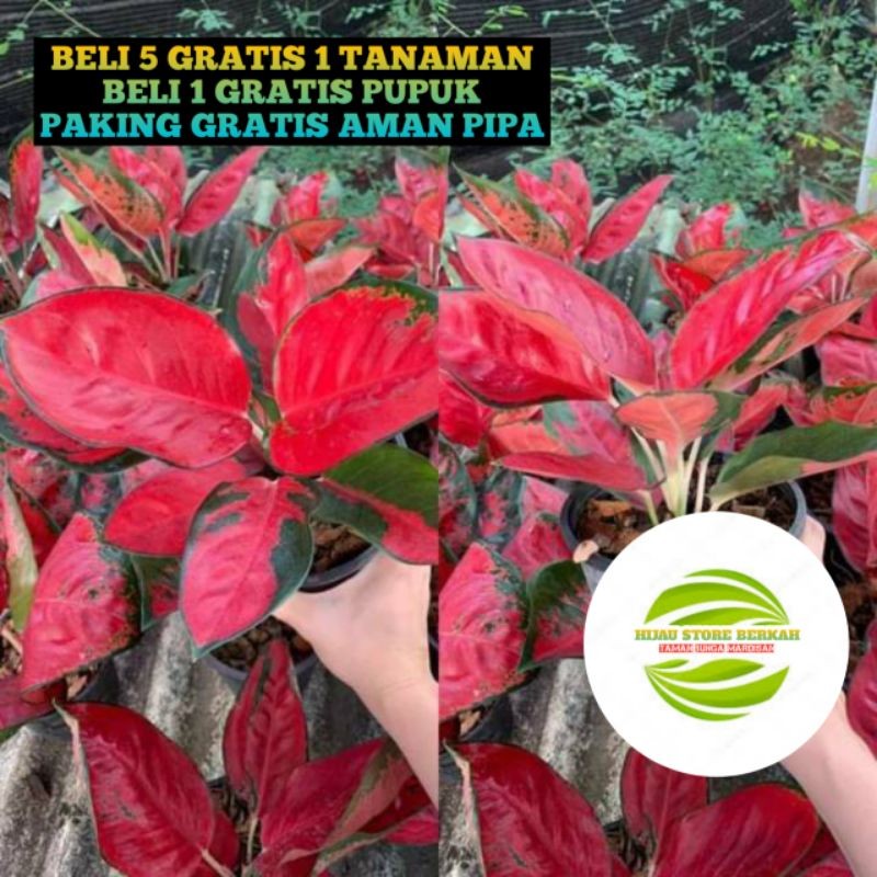 Aglonema Suksom Merapi Bunga Hias