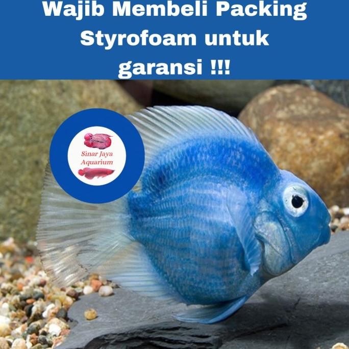 

BLUE- IKAN BLUE PARROT TAIL & NO TAIL / IKAN PARROT BIRU/ ROYAL BLUE PARROT