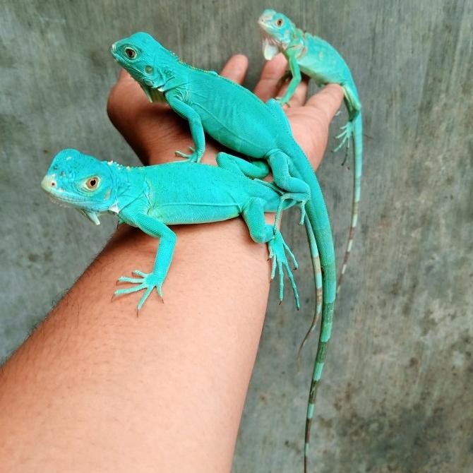 

BLUE- BABY BLUE IGUANA TOP GRADE