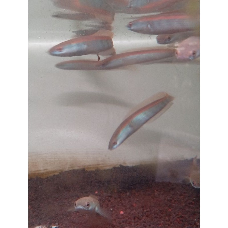 chana red barito 10cm