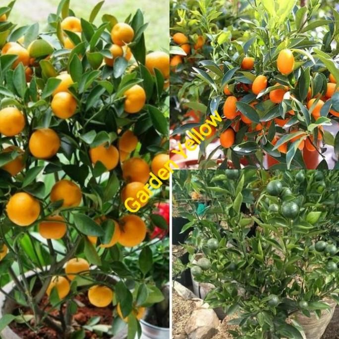 

Paket Hemat 3 Buah Jeruk Manis Santang Madu Hijau / Orens / Nagami COD