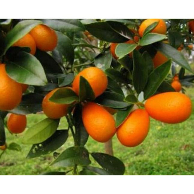 

JERUK NAGAMI SUDAH BERBUAH COD