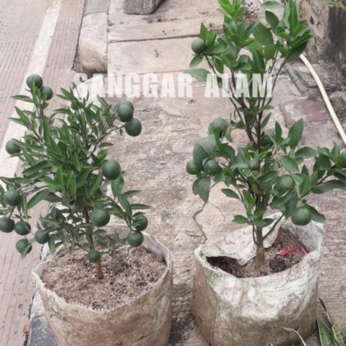 

TANAMAN BUAH JERUK SANTANG MADU/JERUK MANIS/BIBIT TANAMAN JERUK COD