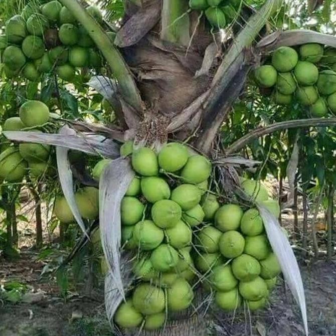 

kelapa hibrida,gading dan kelapa wulung hijau siap tanam COD