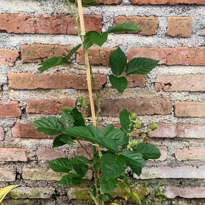 

blackberry berbuah size tinggi COD