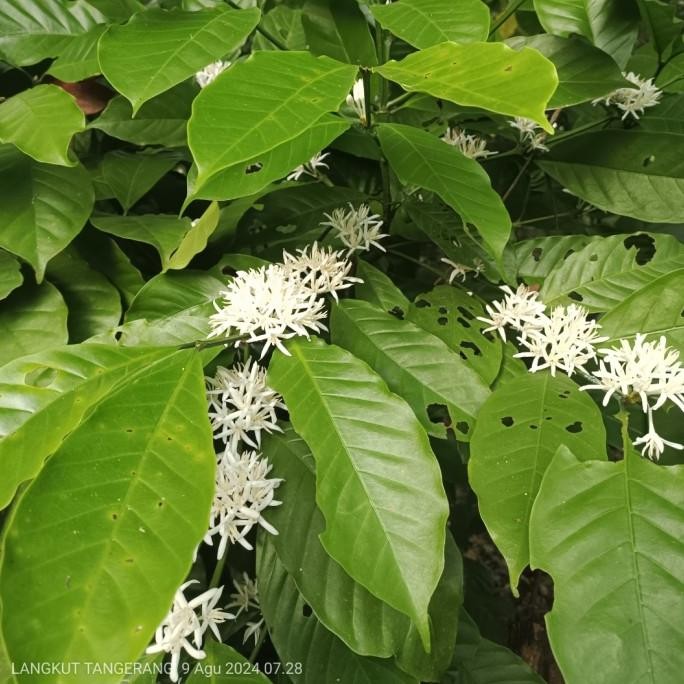 

pohon kopi Arabika sudah berbuah kualitas terbaik COD