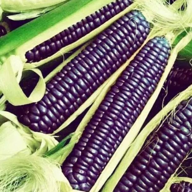 

Jagung hitam unggul 100 butir biji COD