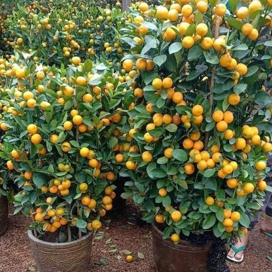 

Tanaman Jeruk Keprok Siam Madu Manis Berbuah/Berbunga COD