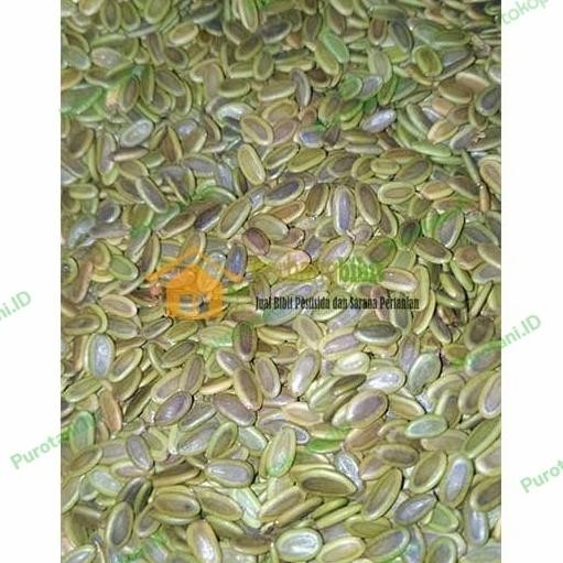 

Biji albasia /sengon super unggul 1kg COD