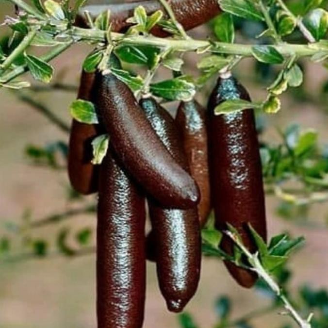 

Tanaman Bibit Jeruk Jari Finger Lime COD