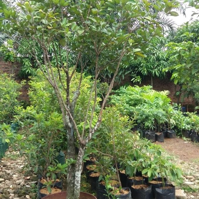 

Pohon Buah Rambutan Binjai Sudah Berbuah Dan Batang Lebih Besar COD