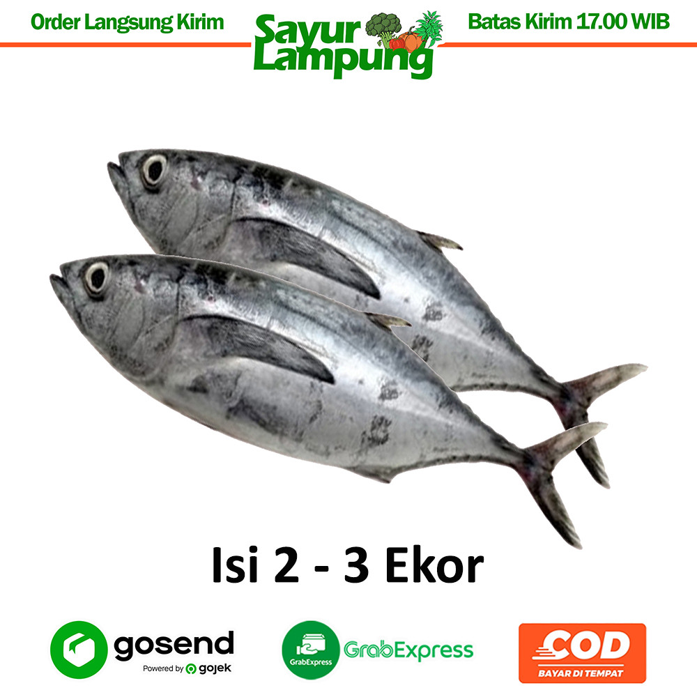 

Ikan Tongkol Segar 1 Kg - Sayur Lampung
