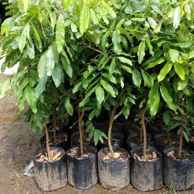 bibit kelengkeng new kristal unggul [terbaik]