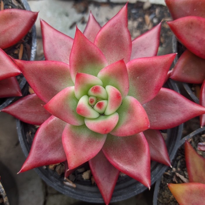 Succulent Echeveria Agavoides Frank Reinelt