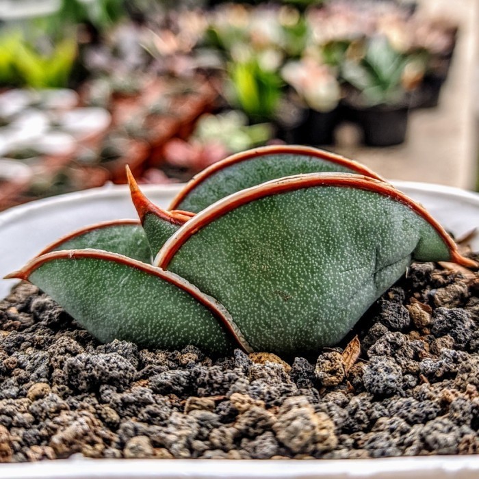 Sansevieria Banana - Tanaman Hias / Kaktus Sukulen