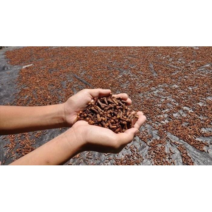 

Bunga Cengkeh Utuh Kering Whole Dried Cloves 1 Kg Biji Cengkih Clove