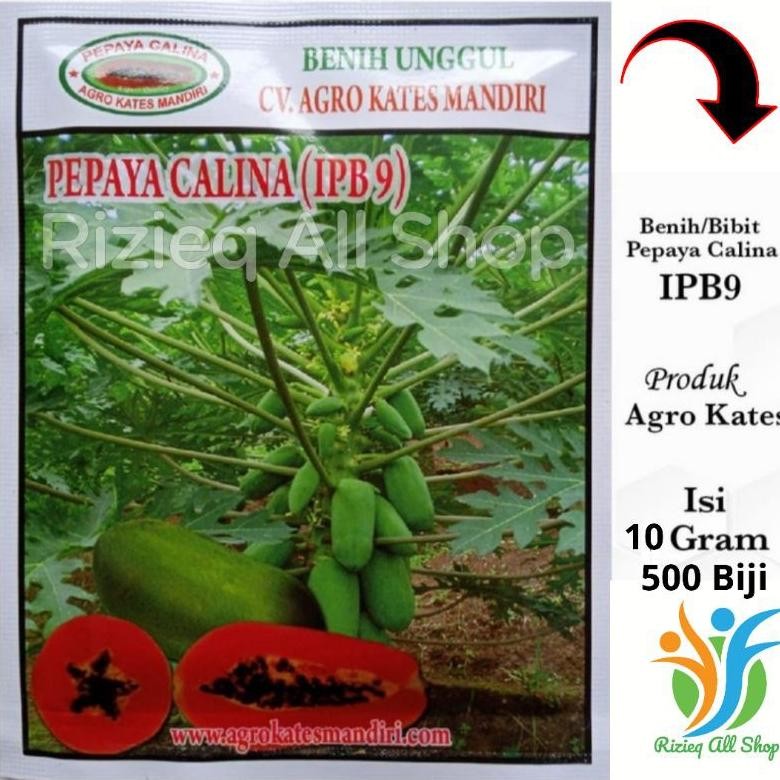 Kk - Biji Bibit Pepaya CALINA IPB-9/ CALIFORNIA isi 10Gr sekitar 500 Biji Benih Pepaya CALIFORNIA /C
