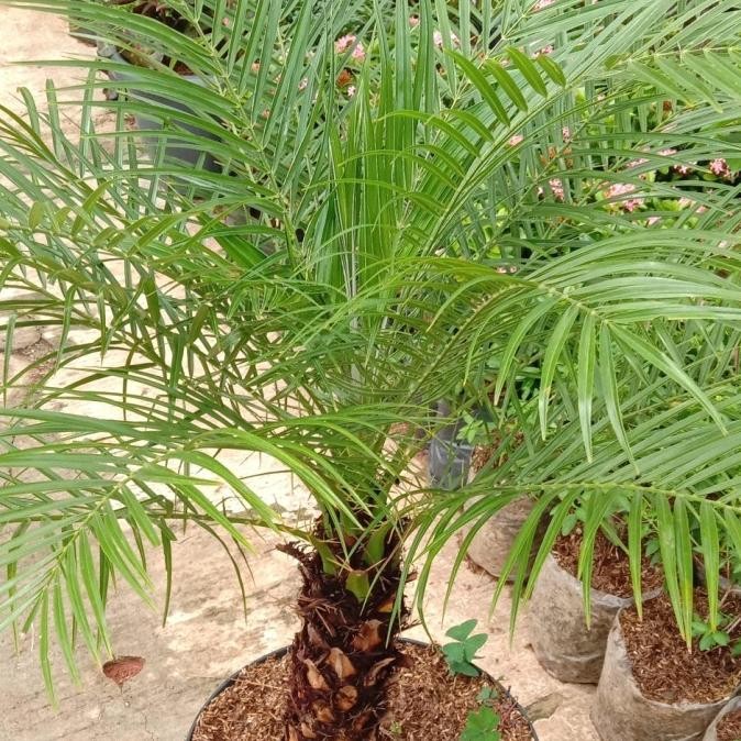 tanaman hias/bunga/pohon palem phoenix palm sikas tinggi 1 meter + pot