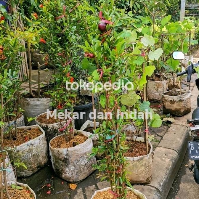 pohon buah delima hitam, bibit tanaman buah delima hitam