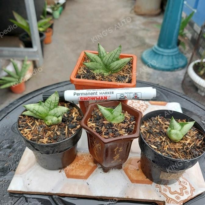 BESS SELLER SANSE - SANSEVIERIA BONCEL NEW CLONE SILVER 1 POT (ANAK SAJA)