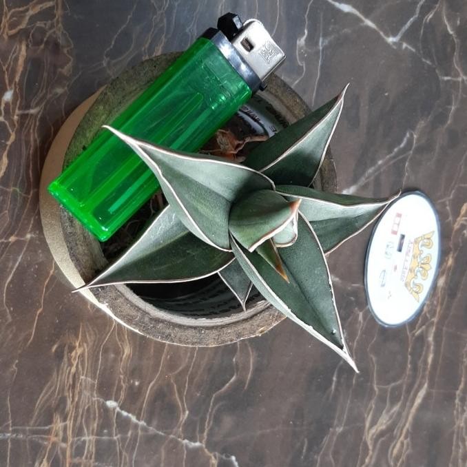 BESS SELLER SANSEVIERA PINGUICULA VARIGATA