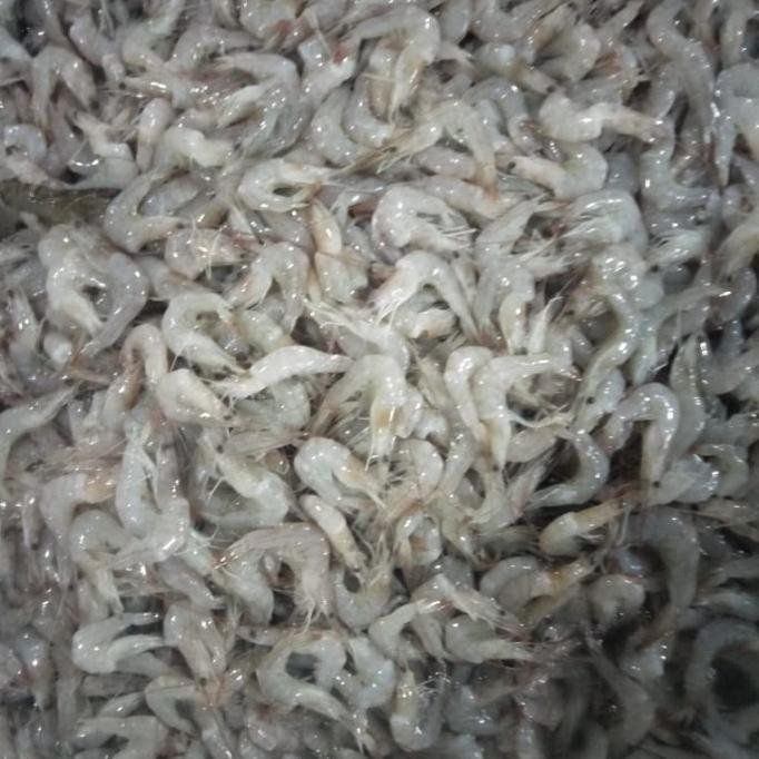 

Promo Udang Peci Alus / Kecil 500gr - 1kg COD