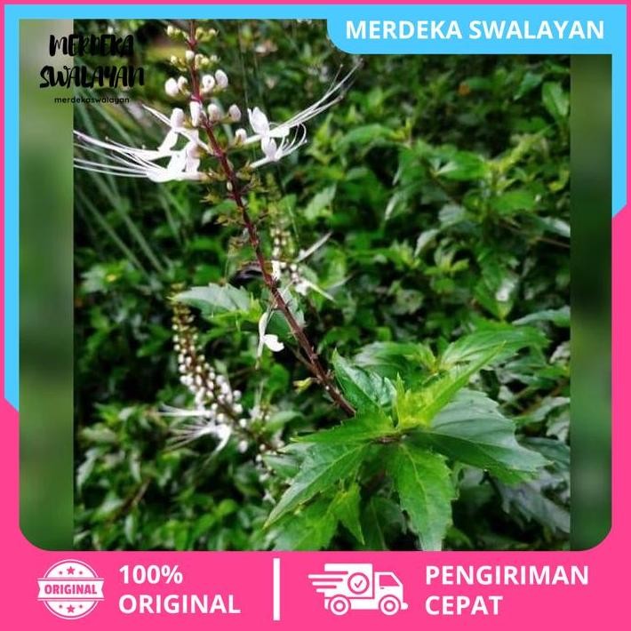 

DAUN KUMIS KUCING SEGAR PER 20 LEMBAR OBAT BATU GINJAL EKSKLUSIF BY MERDEKA SWALAYAN !!