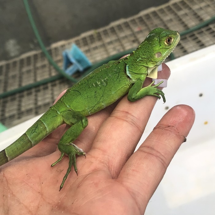 READY GROSIR Iguana Green Red Blue Albino Snow TERUJI