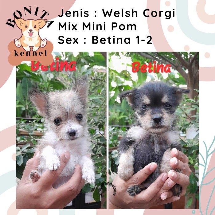 BISA FAKTUR Welsh Corgi Mix Mini Pom Anak Anjing Minipom Corgi Mini Pomeranian TERMURAH