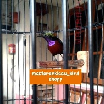 Burung Kolibri Ninja Konin Super Gacor Ngobra Stok Terbatas