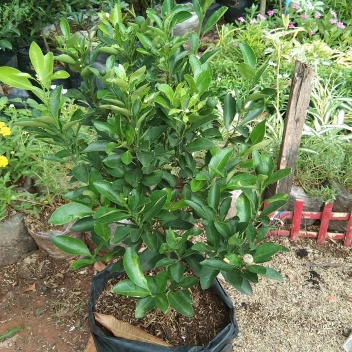 

FRES bibit tanaman buah jeruk sonkit kip VALID