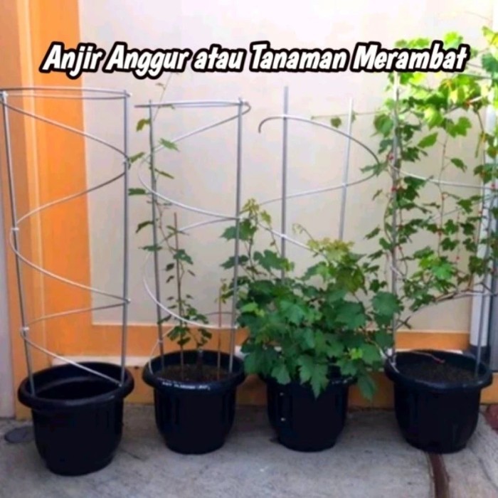 TERBARU Tiang Rambatan Tabulampot Anggur - Anjir Anggur atau Tanaman Rambat