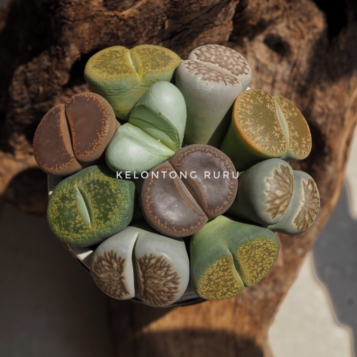 PROMO Lithops size jumbo tanpa pot & media tanam