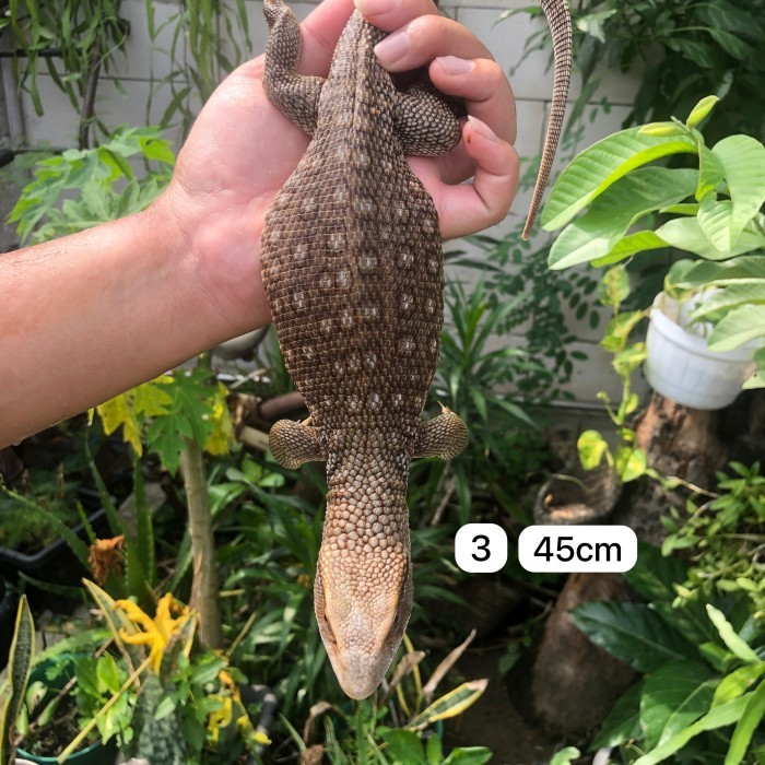 savannah monitor Savmon