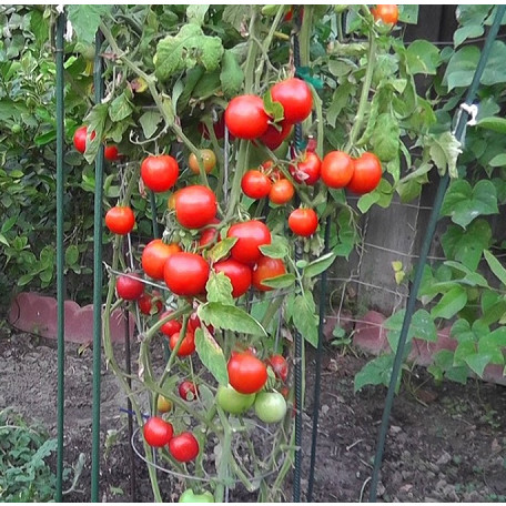 BIBIT BENIH BUAH TOMAT CERI CHERRY MERAH KUALITAS PREMIUM