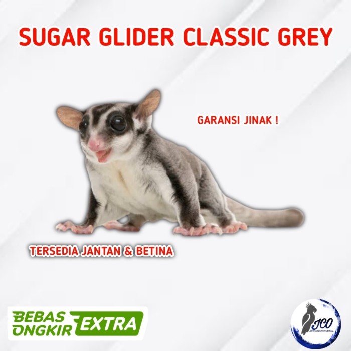 TERBARU SUGAR GLIDER CLASSIC GREY JINAK SUGAR GLIDER CG PROMO