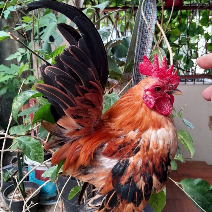 AYAM HIAS (AYAM SERAMA/AYAM KATE/KATE WALIK/AYAM PELUNG/ANAKAN AYAM)