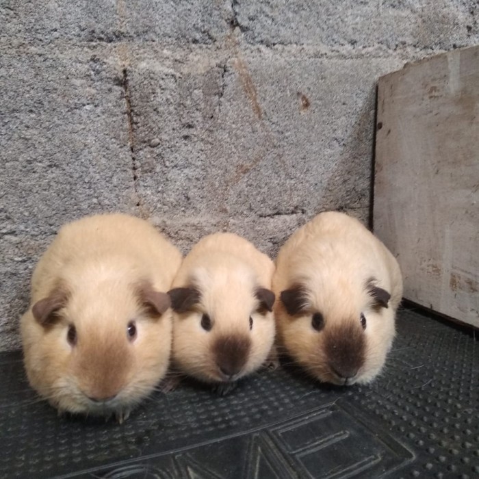 guinea pig american California marmut hias california