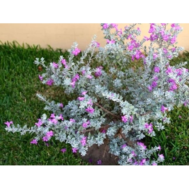 Tanaman Hias Texas Ranger Sage Atau Leucophyllum Frutescens