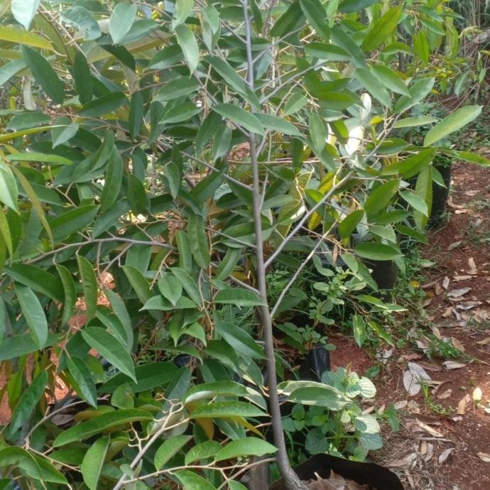 pohon durian musangking berbuah/berbunga