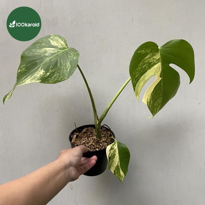Tanaman Hias Monstera Marmorata / Monstera Marmorata Aurea Variegata