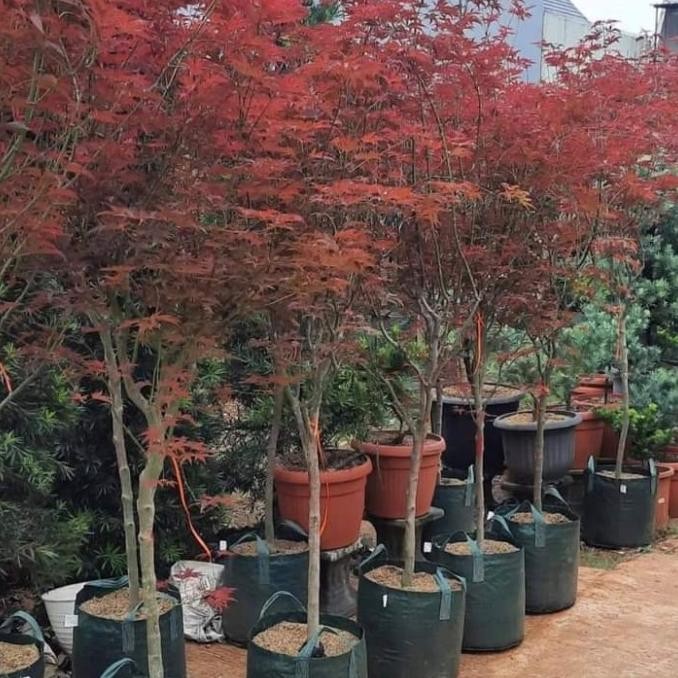 pohon maple Jepang asli - pohon japang