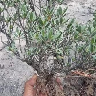 paketan santigi karang 5 pohon