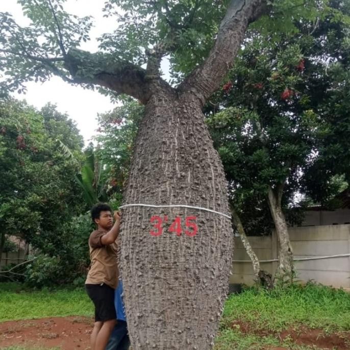 Pohon Bottle Tree Import American Lingkar Batang 345 Cm & Tinggi -+5m