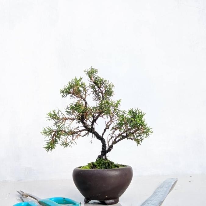 BONSAI MAME CEMARA JUNIPERUS SARGENTI TANAMAN HIAS